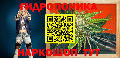 крисы Кингисепп