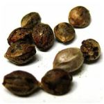 Семена марихуаны АК-47  (Seeds AK-47) в Коряжме